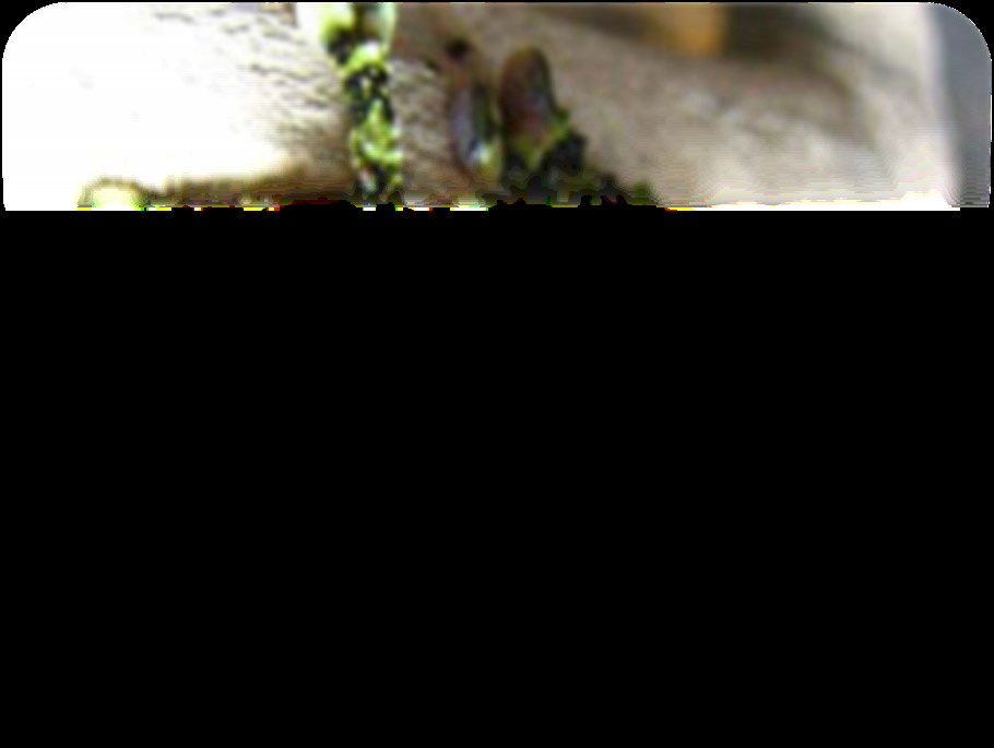 Dart frog - temperature sex determination