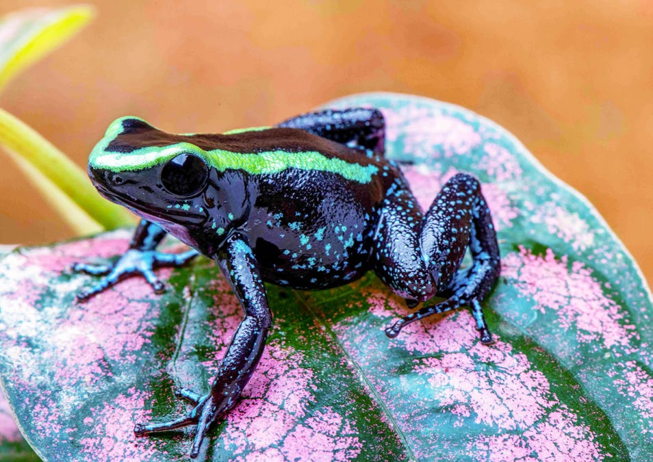 Juvenile dart frog