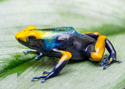 Thumbnail dart frog