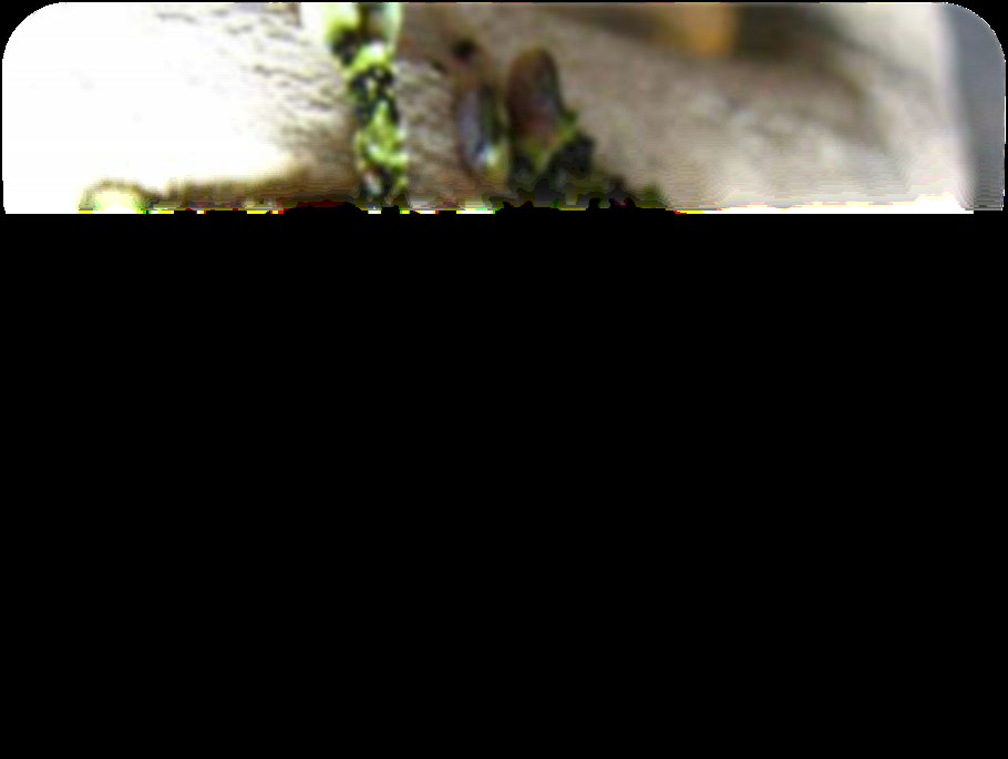 Vietnamese Mossy Frog