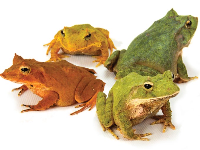 Solomon Island Leaf Frog