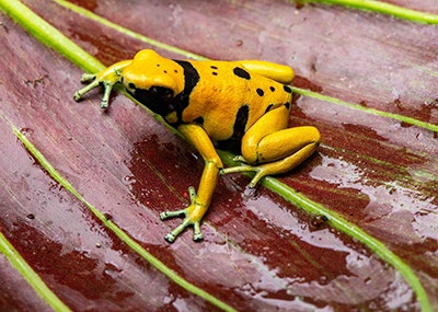 Dart frog on a leaf - terrarium build care sheet