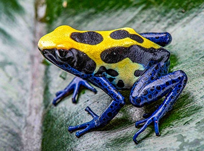 Dart frog - items list care sheet