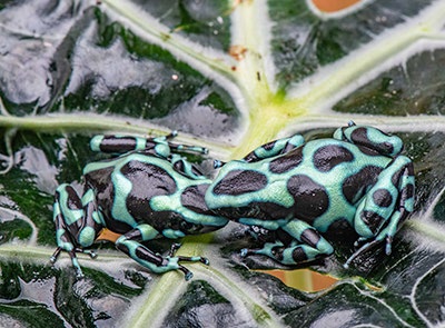 Dart frog - shipping guide