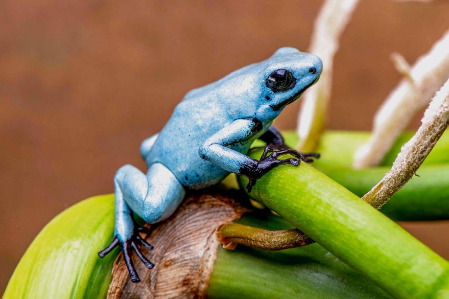 Terrarium lid construction