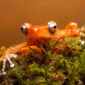 Cinnamon Tree Frogs, Nyctixalus pictus, Tadpoles