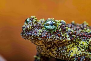 Vietnamese mossy frog picture showing textured skin and colors