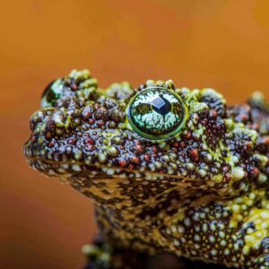 Vietnamese Mossy Frogs, Theloderma corticale, Juveniles