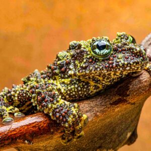 Vietnamese Mossy Frogs, Theloderma corticale, Tadpoles