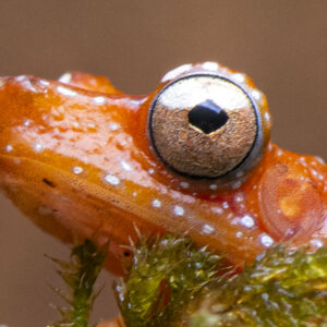 Cinnamon Tree Frogs, Nyctixalus pictus, Juveniles
