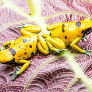 sexed pair of dendrobates leucomelas dart frogs